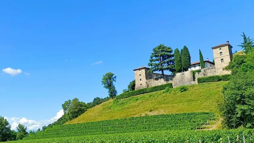 Il Collio è stata la Doc più premiata con i Tre bicchieri del Gambero rosso