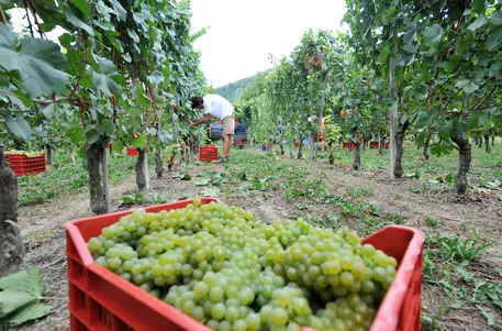 20090825-EBF-BAROLO (CN)-VENDEMMIA ANTICIPATA - Nella foto la vendemmia di Chardonnay stamattina/ANSA/Tonino Di Marco