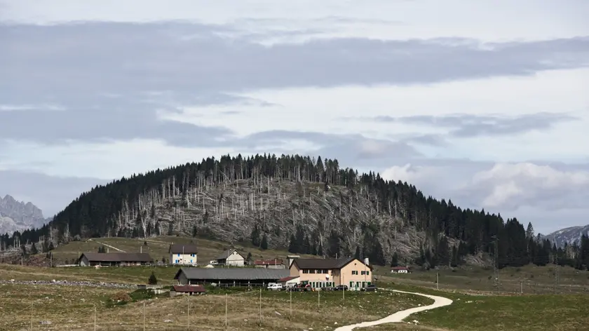 Altopiano di Asiago. Il bosco della Piana di Marcesina devastato dalla tempesta Vaia