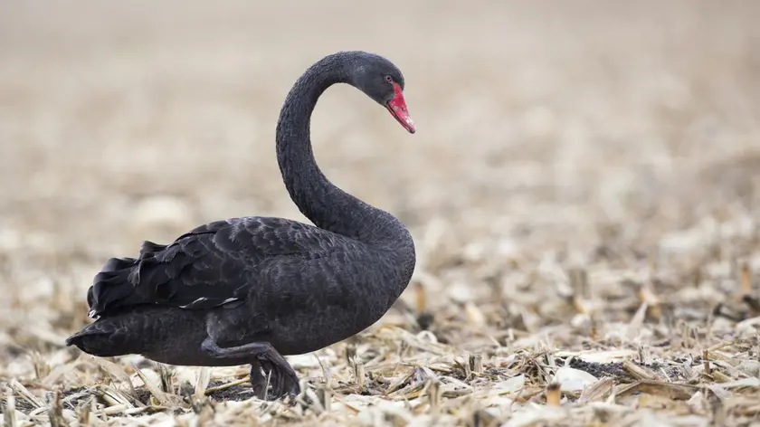 Black Swan (Cygnus atratus) walking in a harvested field, France