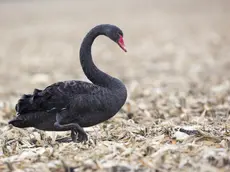 Black Swan (Cygnus atratus) walking in a harvested field, France