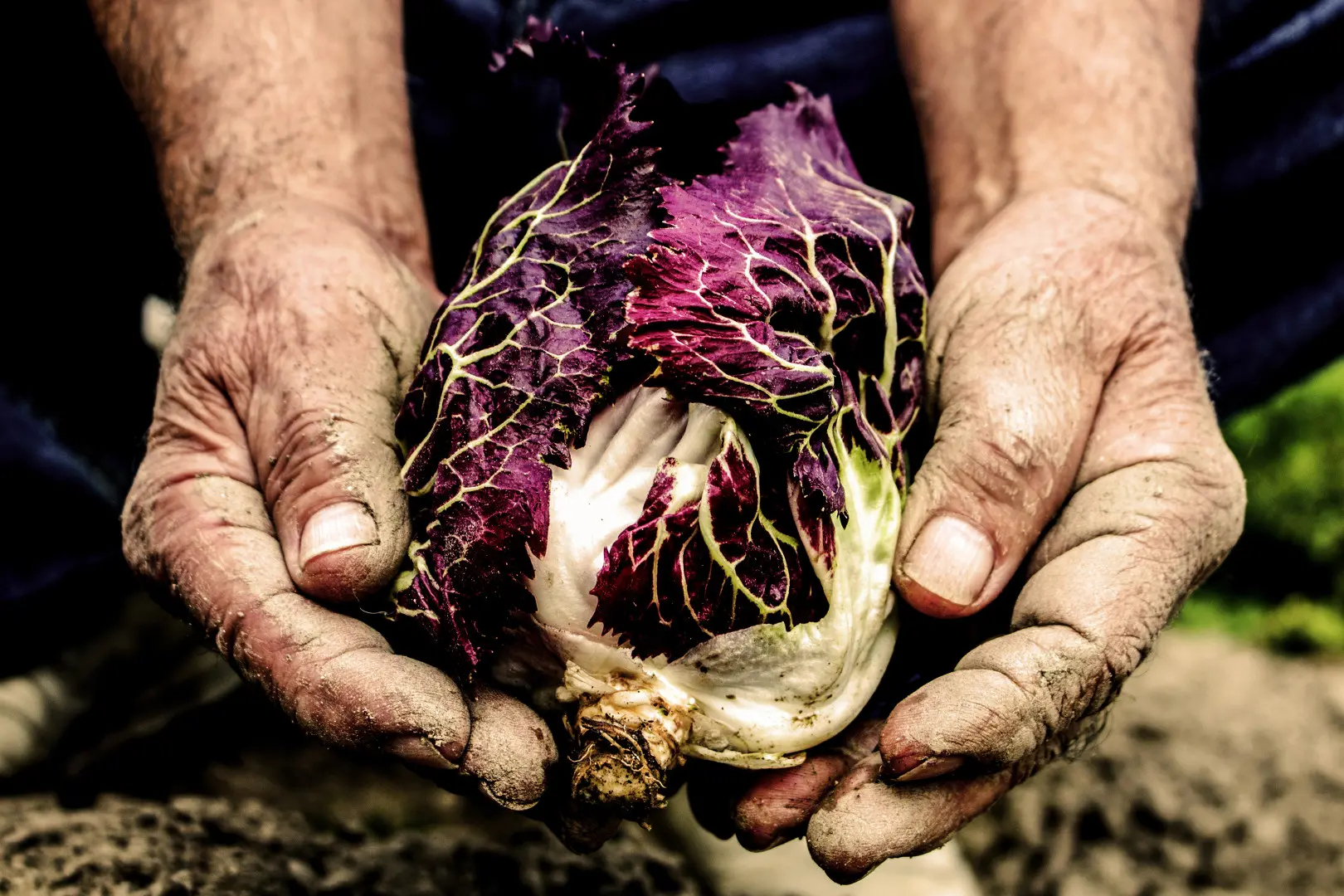 Dal campo alla tavola: era questo il titolo di un concorso fotografico promosso dai quotidiani del gruppo Nord Est Multimedia insieme ad Aspiag: tra le centinaia di scatti, ne abbiamo selezionati alcuni. Eccoli