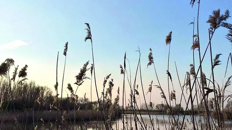 Può sembrare il Polesine o la Camargue. È Valle Millecampi, provincia di Padova (foto Iat Saccisica)