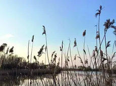 Può sembrare il Polesine o la Camargue. È Valle Millecampi, provincia di Padova (foto Iat Saccisica)