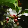 epa10978641 A coffee plant protected by the shade of the forest in the province of Heredia, north of San Jose, Costa Rica, 28 October 2023 (issued 16 November 2023). Costa Rica, a renowned coffee producer in the world, is working to mitigate the effects of climate change by implementing shade coffee plantations, a technique that provides benefits such as reducing soil temperature, maintaining humidity and preserving biodiversity. EPA/Jeffrey Arguedas