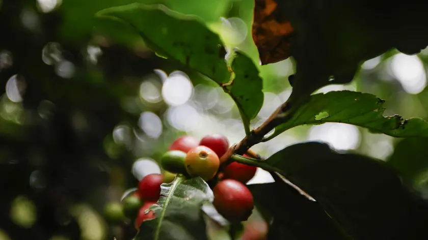 epa10978641 A coffee plant protected by the shade of the forest in the province of Heredia, north of San Jose, Costa Rica, 28 October 2023 (issued 16 November 2023). Costa Rica, a renowned coffee producer in the world, is working to mitigate the effects of climate change by implementing shade coffee plantations, a technique that provides benefits such as reducing soil temperature, maintaining humidity and preserving biodiversity. EPA/Jeffrey Arguedas