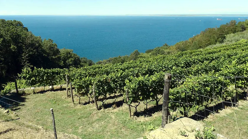 Una vigna sul Carso triestino