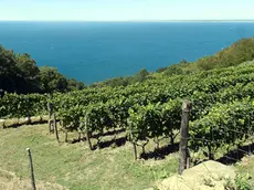 Una vigna sul Carso triestino