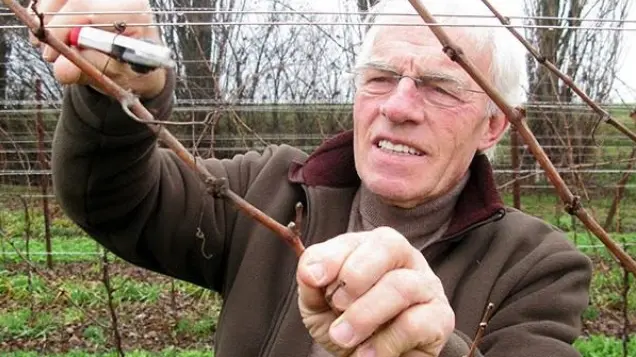 Padova: L’azienza di vini biologici “Nevio Scala”