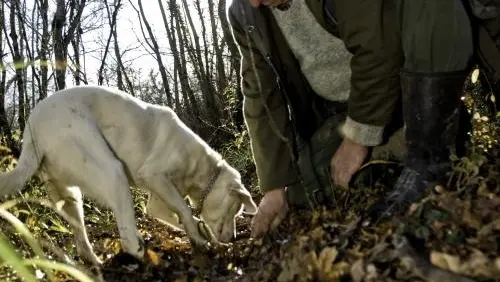 Un raccoglitore di tartufi con il suo cane in una foto d’archivio