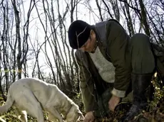 Un raccoglitore di tartufi con il suo cane in una foto d’archivio