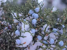 Una pianta di ginepro coperta dalla neve durante l’inverno