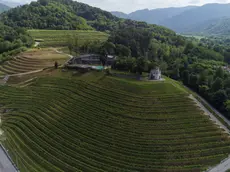 Geometrie e morbide curve nei vigneti terrazzati di Nimis