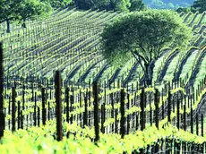Ecco la concorrenza una distesa di vigneti nella Napa Valley, in California