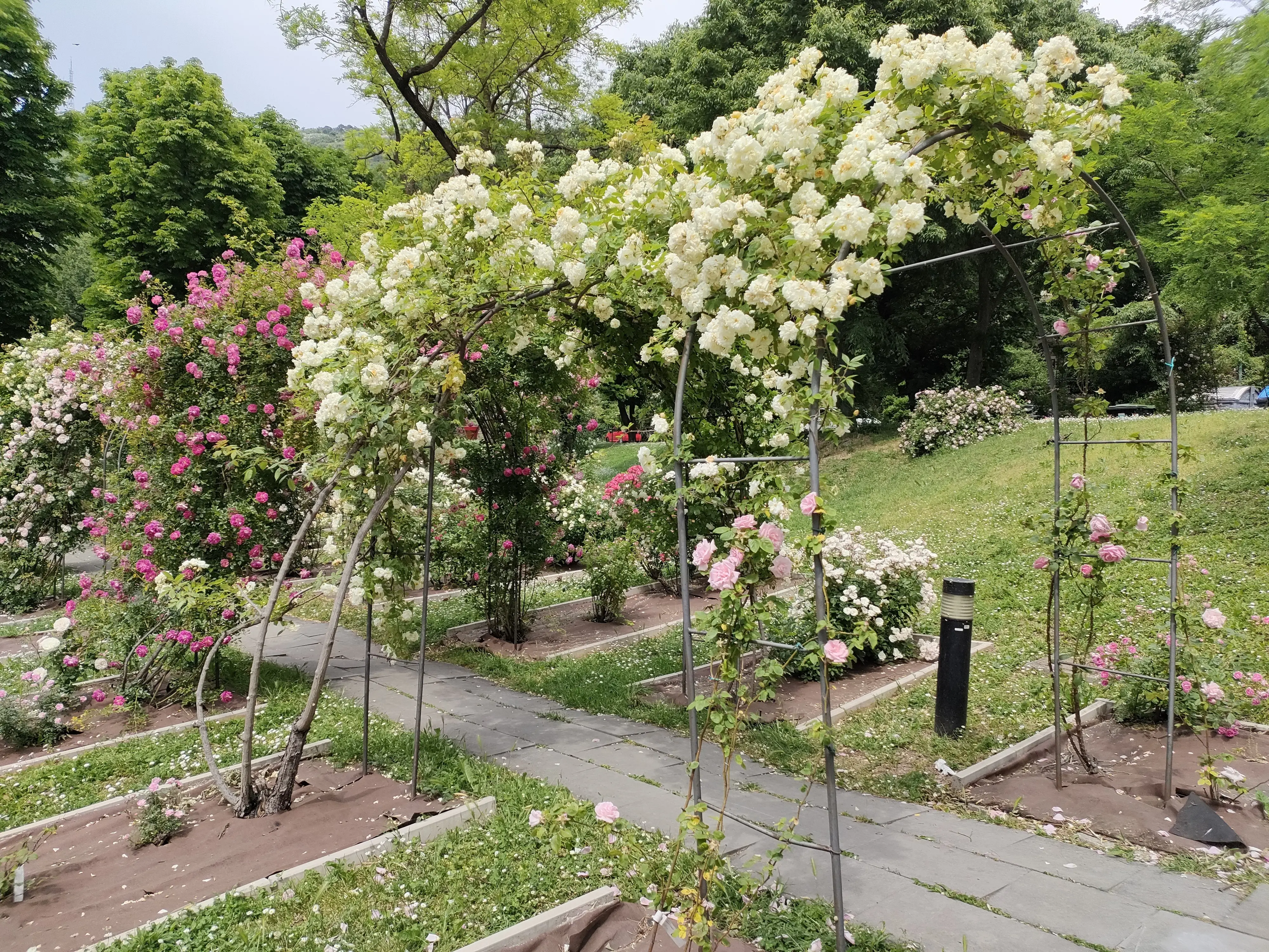 Il roseto del Parco San Giovanni a Trieste