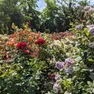 Il roseto del Parco San Giovanni a Trieste