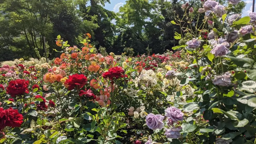 Il roseto del Parco San Giovanni a Trieste