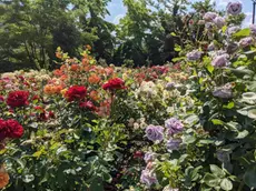 Il roseto del Parco San Giovanni a Trieste