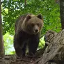 Un esemplare di orso in Slovenia