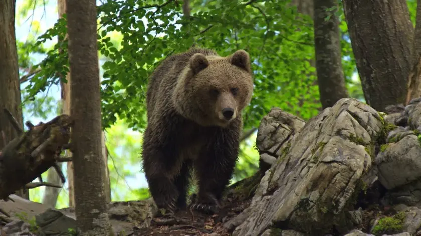 Un esemplare di orso in Slovenia