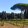 Una delle prime immagini del vigneto del Papa a Castel Gandolfo, con le barbatelle di Rauscedo messe a dimora