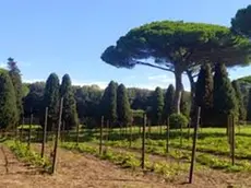 Una delle prime immagini del vigneto del Papa a Castel Gandolfo, con le barbatelle di Rauscedo messe a dimora