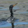 Un volatile salvato dai volontari per essere ripulito dal petrolio (Ansa)