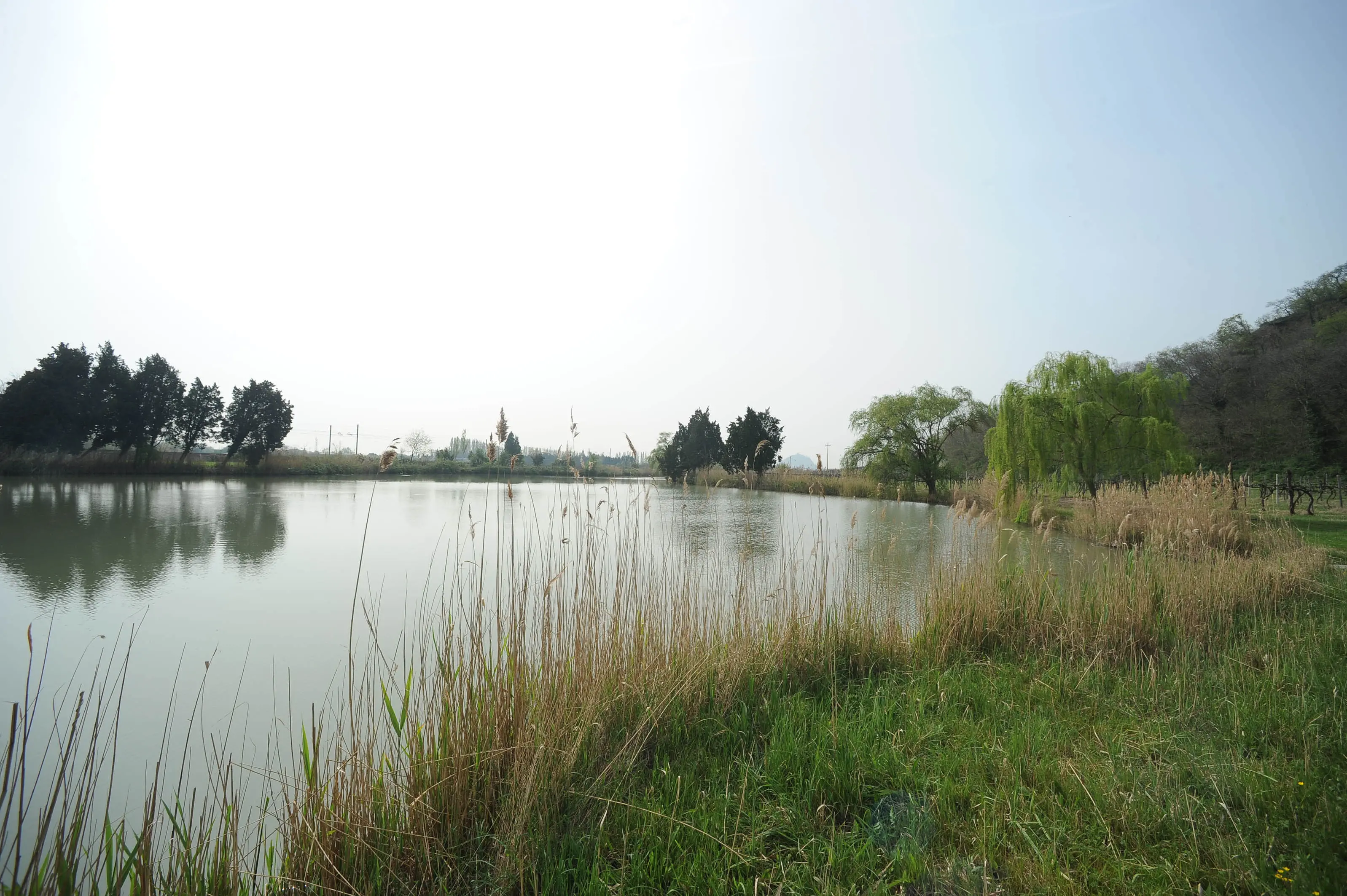 La sirena del lago Lispida a Monselice