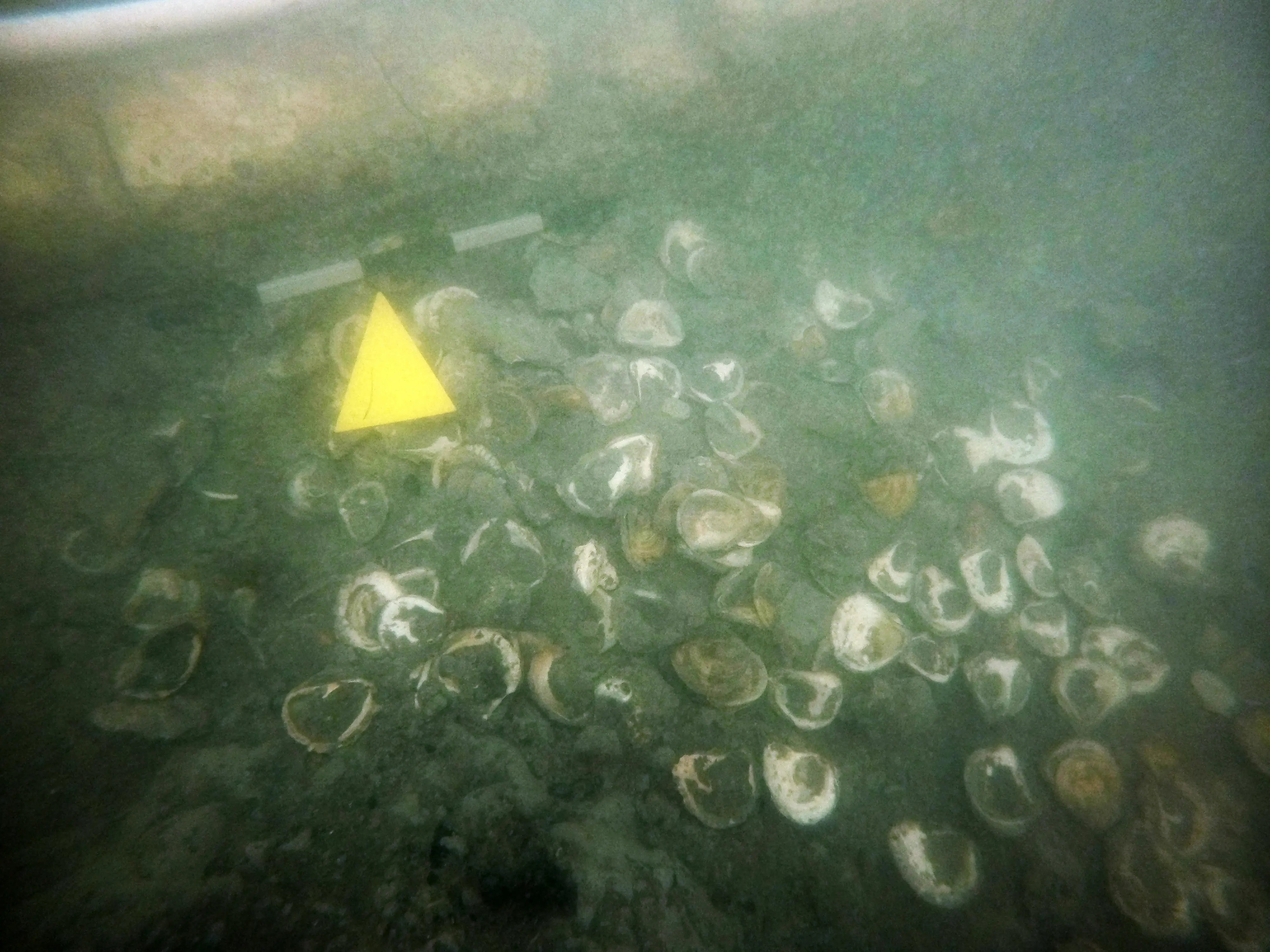 Le ricerche degli archeologi a Lio Piccolo