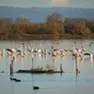 Fenicotteri in Valle Cavanata a Grado