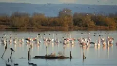 Fenicotteri in Valle Cavanata a Grado