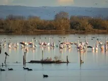 Fenicotteri in Valle Cavanata a Grado