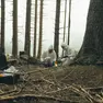 Le registrazioni del dialogo tra gli alberi delle Dolomiti