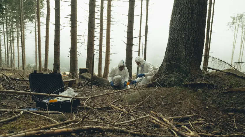 Le registrazioni del dialogo tra gli alberi delle Dolomiti