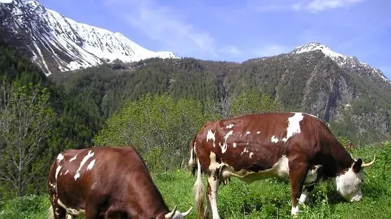 Alcuni esemplari di Pezzata Rossa