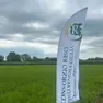 Il campo di riso più a nord d’Europa, a Silvella di San Vito di Fagagna