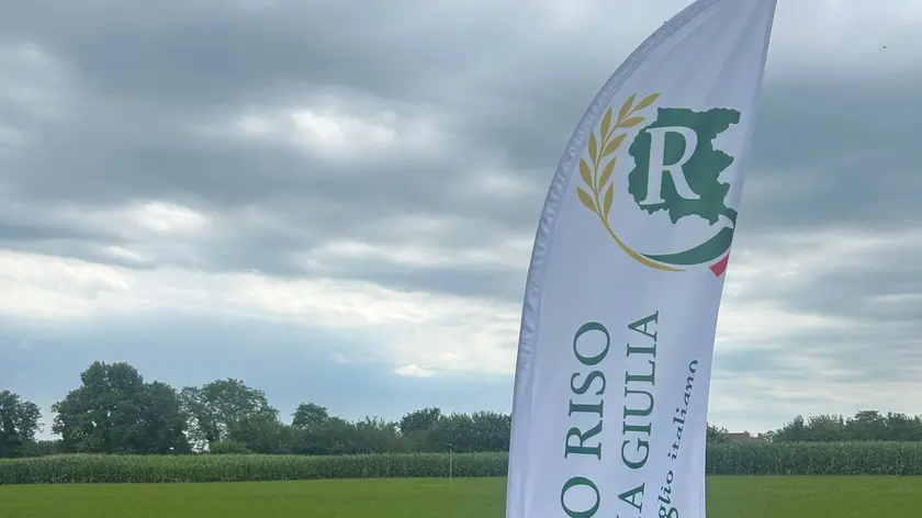 Il campo di riso più a nord d’Europa, a Silvella di San Vito di Fagagna