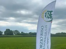 Il campo di riso più a nord d’Europa, a Silvella di San Vito di Fagagna