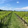 I dazi potrebbero costare fino a 4 miliardi al Veneto