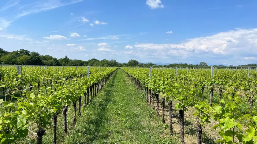 I dazi potrebbero costare fino a 4 miliardi al Veneto