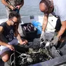 La pesca del granchio blu, animale onnivoro, che divora tutto quello che riesce a catturare