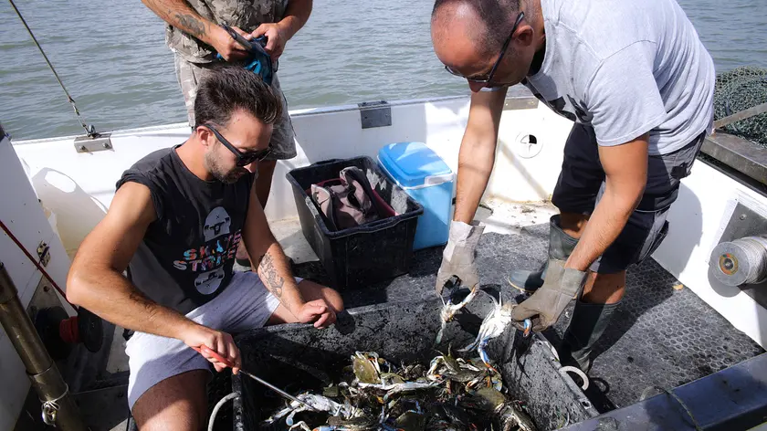 La pesca del granchio blu, animale onnivoro, che divora tutto quello che riesce a catturare