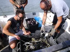 La pesca del granchio blu, animale onnivoro, che divora tutto quello che riesce a catturare