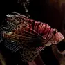 Un esemplare di pesce scorpione