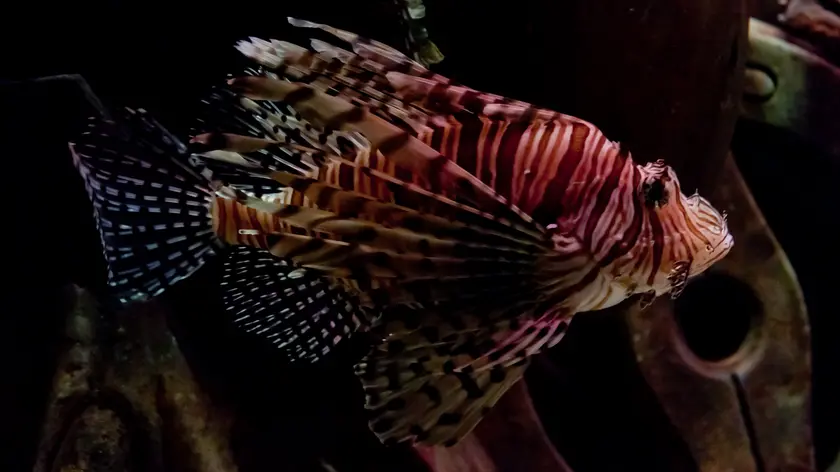 Un esemplare di pesce scorpione