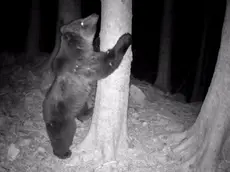 L'orso Francesco in una zona della Carnia