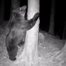 Un'immagine dell'orso Francesco, il plantigrado osservato speciale dall'Università di Udine