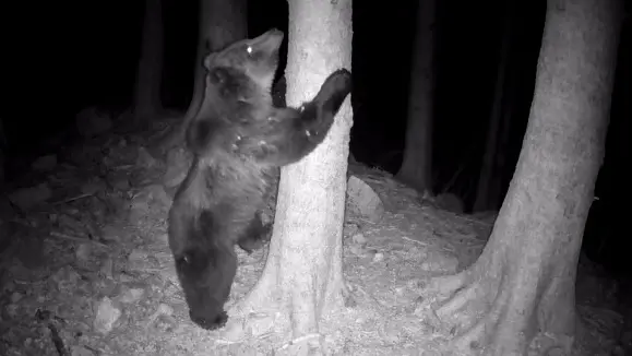 Un'immagine dell'orso Francesco, il plantigrado osservato speciale dall'Università di Udine