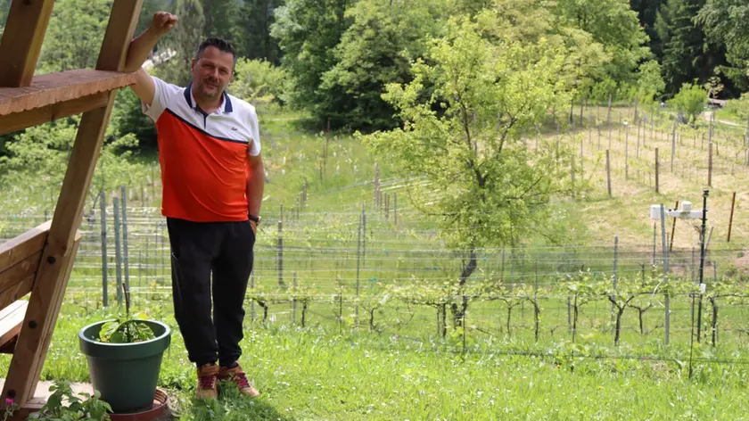 Roberto Baldovin nel vigneto da cui è partito a Forni di Sopra a quota 837 sul livello del mare