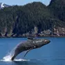 Il salto di una balena